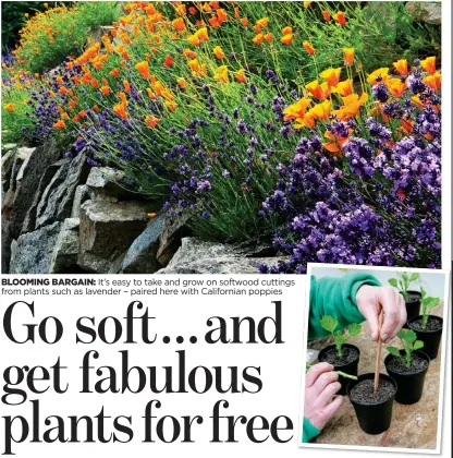  ??  ?? BLOOMING BARGAIN: It’s easy to take and grow on softwood cuttings from plants such as lavender – paired here with California­n poppies GENTLY DOES IT: Make a hole and pop cuttings into compost