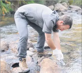  ??  ?? TESTING THE WATERS: Wildlife ecologist Josh Griffiths takes an EDNA sample of water in Mackenzie River in the Grampians as part of Wimmera Catchment Management Authority’s platypus surveys.
Picture: LOTTE REITER
