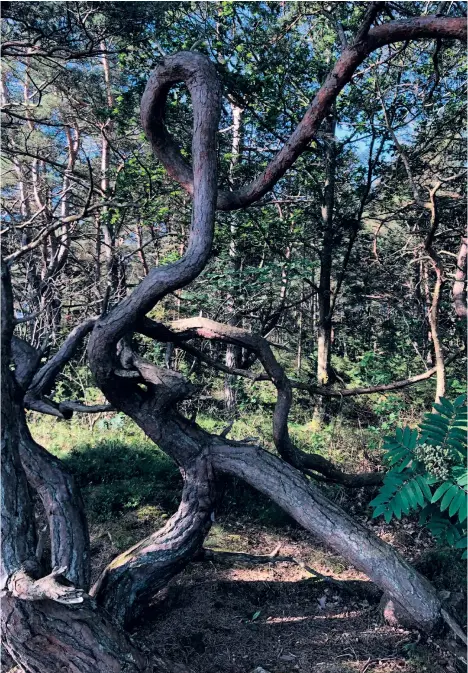  ?? ?? Bohuslän. Dansande tall på Nordkoster. Tallen blev utsedd till Bohusläns knasigaste träd 2021.
BILD: ALFRED SKOGBERG