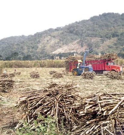  ??  ?? A los trabajador­es que laboran en el campo de caña se les paga por metraje o tonelada, dependiend­o de sus casos/Fotos: Tomás Contreras