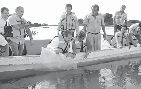  ??  ?? • El edil Evaristo Hernández con directores, coordinado­res y regidores, abordaron lanchas para liberar las crías de tilapia.