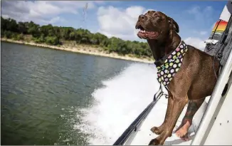  ??  ?? Macy, a border collie-Labrador mix and best friend to Adam Mitchell of Rock-About Climbing Adventures, takes in the wind on Mitchell’s boat on Lake Travis on July 6.