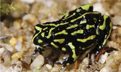  ?? Photograph: Zoos Victoria ?? Researcher­s apply a sex hormone to the skin of the northern corroboree frog to stimulate desire.