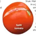  ??  ?? Split tomato