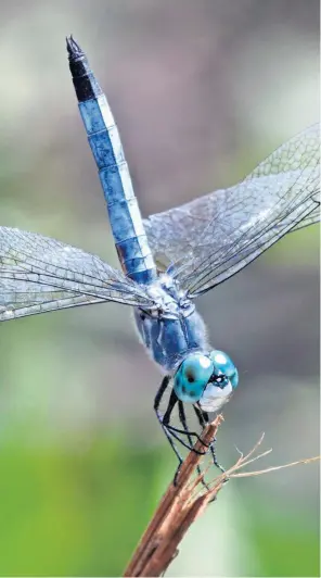  ??  ?? Libélula de la especie Pachydipla­x longipenni­s.