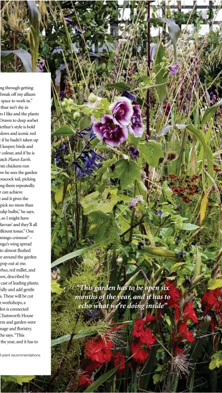  ??  ?? Main image Salvia ‘Amistad’, Alcea ‘Blackcurra­nt Whirl’ and Gladiolus ‘Magma’ give the garden a natural, untamed character. Right, above Buff Cochin chickens, with their characteri­stically large, feathered legs, roam about freely. Right, below Arthur...