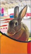  ?? COLIN CHISHOLM ?? Rosie, one of the rabbits from N.S. Hop Hops makes her way through the course at the Hants County Exhibition on Sept. 17.