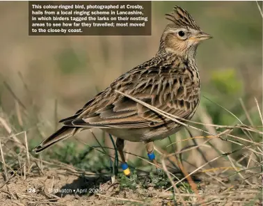  ?? ?? This colour-ringed bird, photograph­ed at Crosby, hails from a local ringing scheme in Lancashire, in which birders tagged the larks on their nesting areas to see how far they travelled; most moved to the close-by coast.