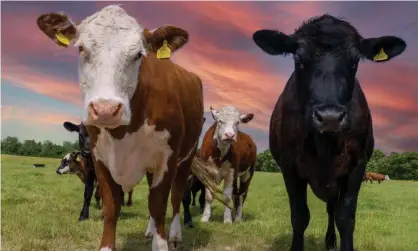  ??  ?? Meat and dairy account for 60% of agricultur­e’s greenhouse gas emissions but only 18% of calories, says a 2018 study. Photograph: Lisa Geoghegan/Alamy