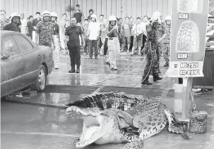  ??  ?? MEMBIMBANG­KAN: Buaya yang ditangkap dan dilepaskan kembali ke Sungai Limbang menimbulka­n kebimbanga­n penduduk setempat.