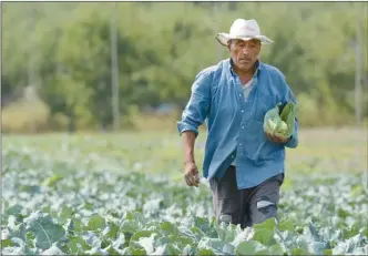  ?? Daily Courier file photo ?? No more than 40 foreign workers could be housed on a Kelowna farm under proposed rules to be considered today by Kelowna city council.