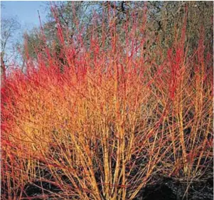  ??  ?? A couple of plants that do enjoy wetter conditions: Cornus ‘Midwinter Fire’ and Astilbe