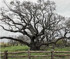  ?? Texas Parks and Wildlife Department photos ?? The Big Tree is shown before taking a hit from Hurricane Harvey, left, and then afterward when the coastal live oak at Goose Island State Park suffered some damage but survived. Many trees at the park near Rockport weren’t as fortunate.