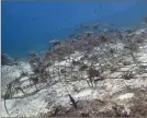  ?? (DR) ?? Avant-après : sept mois séparent ces deux photograph­ies où les coraux trouvent leur aisance pour se développer grâce à l’associatio­n.