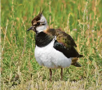  ?? Foto: Josef Stegmiller ?? In den Projektgeb­ieten haben im vergangene­n Jahr 48 junge Kiebitze überlebt. Ein Beweis, dass maßgeschne­iderte Maßnahmen in enger Zusammenar­beit mit den Landwirten etwas bringen.