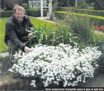  ??  ?? Iberis sempervire­ns (Candytuft) seems to glow at night time