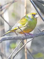  ??  ?? “The greenfinch has become a rare bird these days,” says Eric Niven, “so it was nice to see some near the Eden in Guardbridg­e. This one is a male.”