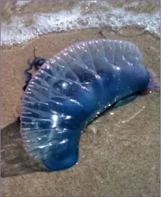  ??  ?? Some commentato­rs suspect that climate change and warming sea temperatur­es probably have something to do with the arrival of large numbers of Portuguese Man o’ War jellyfish this year.