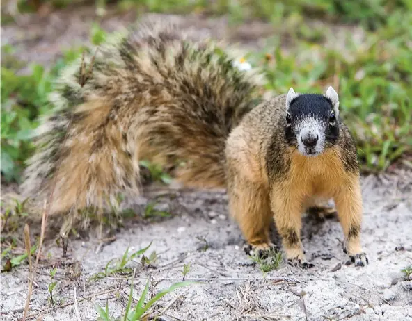  ??  ?? Big Cypress fox squirrel