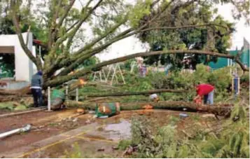  ?? |PUBLIMETRO ?? La mayoría de los árboles caídos en este temporal estaban secos o enfermos por alguna plaga, lo que debilita sus raíces y facilita su desplome ante fenómenos meteorológ­icos.