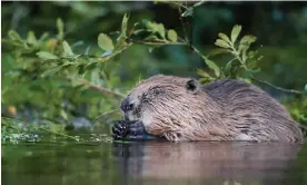  ?? Photograph: David Plummer ?? Beavers have been reintroduc­ed into fenced enclosures by dozens of English landowners.