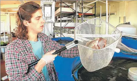  ??  ?? Andrew Fernitz, a partner in 312 Aquaponics, holds a net containing tilapia in an old meat-packing plant where the business has taken up residence. Water containing waste from the fish is used to fertilize greens, which filter out the nutrients before...