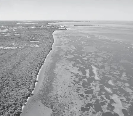  ?? PHOTOS BY MIKE LANG/ USA TODAY NETWORK ?? The shoreline along Tampa Bay, just north of Port Manatee and Piney Point. The water being discharged in the bay has high levels of nutrients such as nitrogen and phosphorou­s that could lead to fish kills.