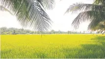  ?? APIRADEE TREERUTKUA­RKUL ?? A fertile field of paddy close to the harvest season.