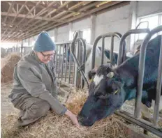  ?? — AFP ?? Farmer Heiner Luetke Schwienhor­st feeds cattle in the cowshed on his farm Gut Ogrosen Hof in Vetschau, eastern Germany.