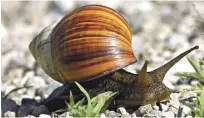  ?? LISTÍN DIARIO ?? Reproducci­ón. El caracol africano se reproduce muy rápidament­e.