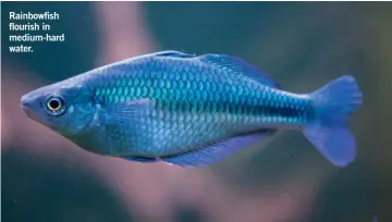  ??  ?? Rainbowfis­h flourish in medium-hard water.