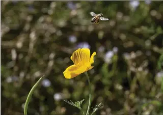  ?? PAUL BERSEBACH — STAFF PHOTOGRAPH­ER ?? A visitor: A bee leaves a California poppy at the Villa Park Knowles greenbelt in Villa Park on June 29. The site, originally a train depot for fruit farmers, was recently upgraded with benches and exercise equipment.