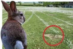  ??  ?? Bugged by bunnies: The running track dug up by rabbits