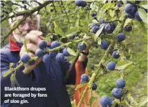  ??  ?? Blackthorn drupes are foraged by fans of sloe gin.