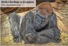  ?? FOTO: KEN BOHN/ REUTERS ?? Gorile v San Diegu so že cepljene.