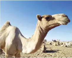  ??  ?? The family of a Saudi man whose wife was seen giving a camel a kiss have demanded he divorce his bride