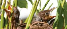  ?? Foto: Klaus Rainer Krieger ?? Durch Heckenschn­itt ist in Haunstette­n ein Nest freigelegt worden. Die jungen Amseln saßen schutzlos in der prallen Sonne.