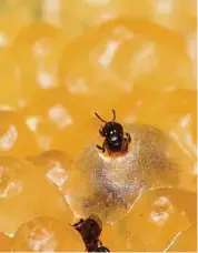  ??  ?? The hive wall of stingless bees is made of propolis (which has medicinal qualities) rather than wax. — CRISTIANO MENEZES