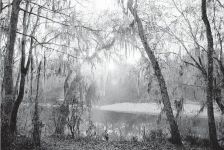  ?? PATRICK CONNOLLY/ORLANDO SENTINEL PHOTOS ?? The sun rises over the Suwannee River at Spirit of the Suwannee Music Park and Campground in Live Oak.