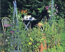  ??  ?? Train your fast-growing plants with a handmade wigwam