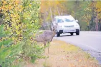  ??  ?? In diesen Monaten müssen Autofahrer noch mehr als sonst mit Wildwechse­l rechnen.