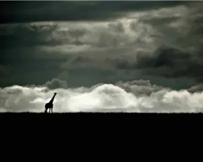  ??  ?? Une alouette s’envole et l’ombre d’une girafe se dessine au loin. Un jabiru s’ébroue dans les marais et trois jeunes chacals chassent un pauvre lézard.A gauche, une jeune hyène curieuse, vue d’ambiance depuis le toit ouvrant et la lumière du lever de soleil éclairant la crinière du roi de la savane.
