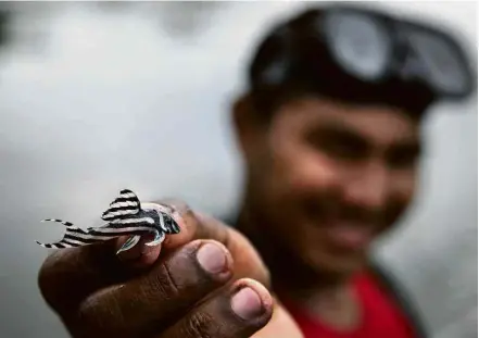  ?? Lalo de Almeida/ Folhapress ?? Acari-zebra capturado na Volta Grande do rio Xingu, nas proximidad­es da aldeia Muratu