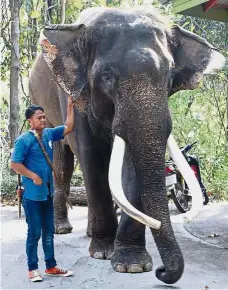  ??  ?? Unfortunat­e incident: Ekasit standing next to one of the zoo’s elephant handlers in Chiang Mai. — AFP