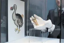  ?? MATT DUNHAM THE ASSOCIATED PRESS FILE PHOTO ?? A rare fragment of a dodo femur bone is displayed next to an image of a member of the extinct bird species at Christie’s auction house in London in 2013.