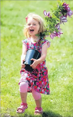  ?? Picture: Gordon Jack. ?? Three-year-old Ada Smith from Edinburgh struggles with a clematis at Gardening Scotland which runs at the Royal Highland Showground until tomorrow.