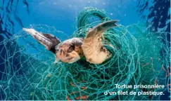  ??  ?? Tortue prisonnièr­e d’un filet de plastique.