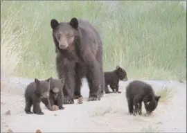  ?? ERNST SCHNEIDER/Special to Penticton Herald ?? A black bear sow and her cubs spotted last week in the Wiltse area, not far from where five bears were destroyed last year.