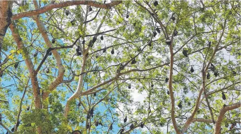  ?? HIGH ANXIETY: Bats gather in a Charters Towers family’s backyard. ??