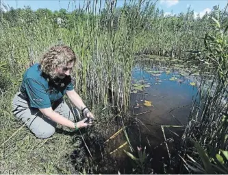  ?? METROLAND DAN PEARCE ?? Pam Veinotte, of Parks Canada, releases one of eight baby Blanding's turtles to a wetland that is part of Rouge National Urban Park in the GTA. These turtles were hatched and raised at a facility at the Toronto Zoo. Blanding's turtles are a...